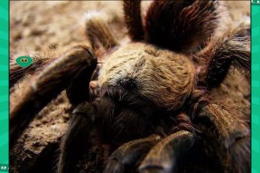  世界足球莱万多夫斯基 